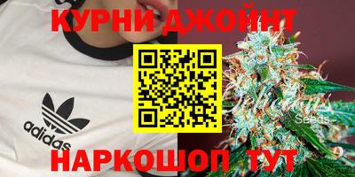 стафф Кингисепп